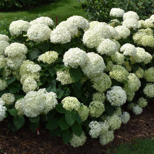 Hydrangea arborescens 'NCHA8'