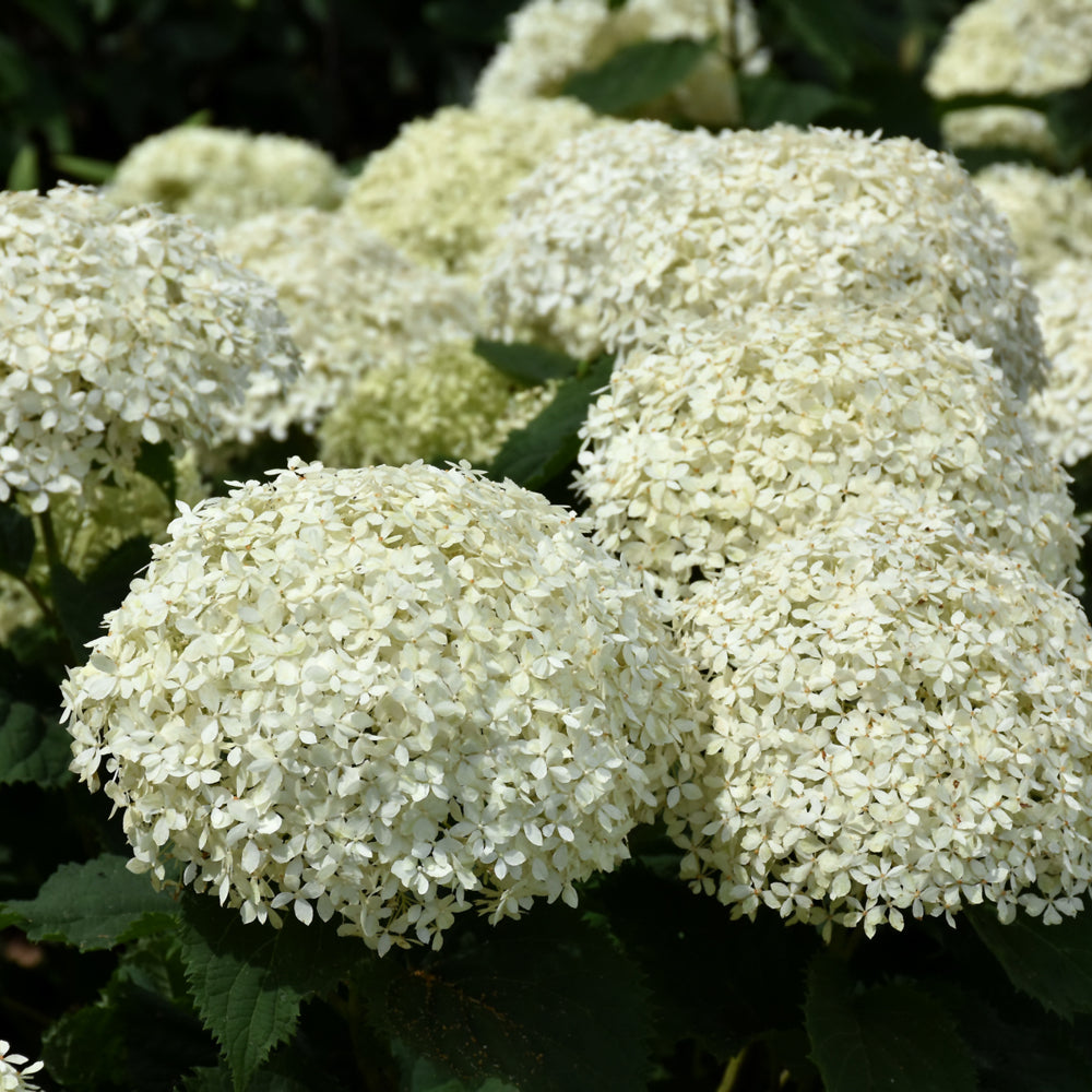 Invincibelle Limetta® Hydrangea