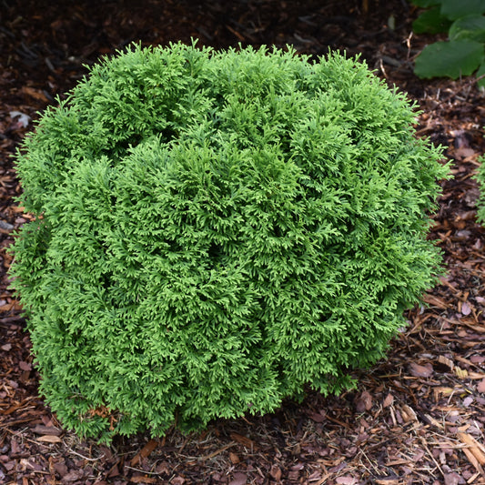 Thuja occidentalis 'SMNTOBAB'