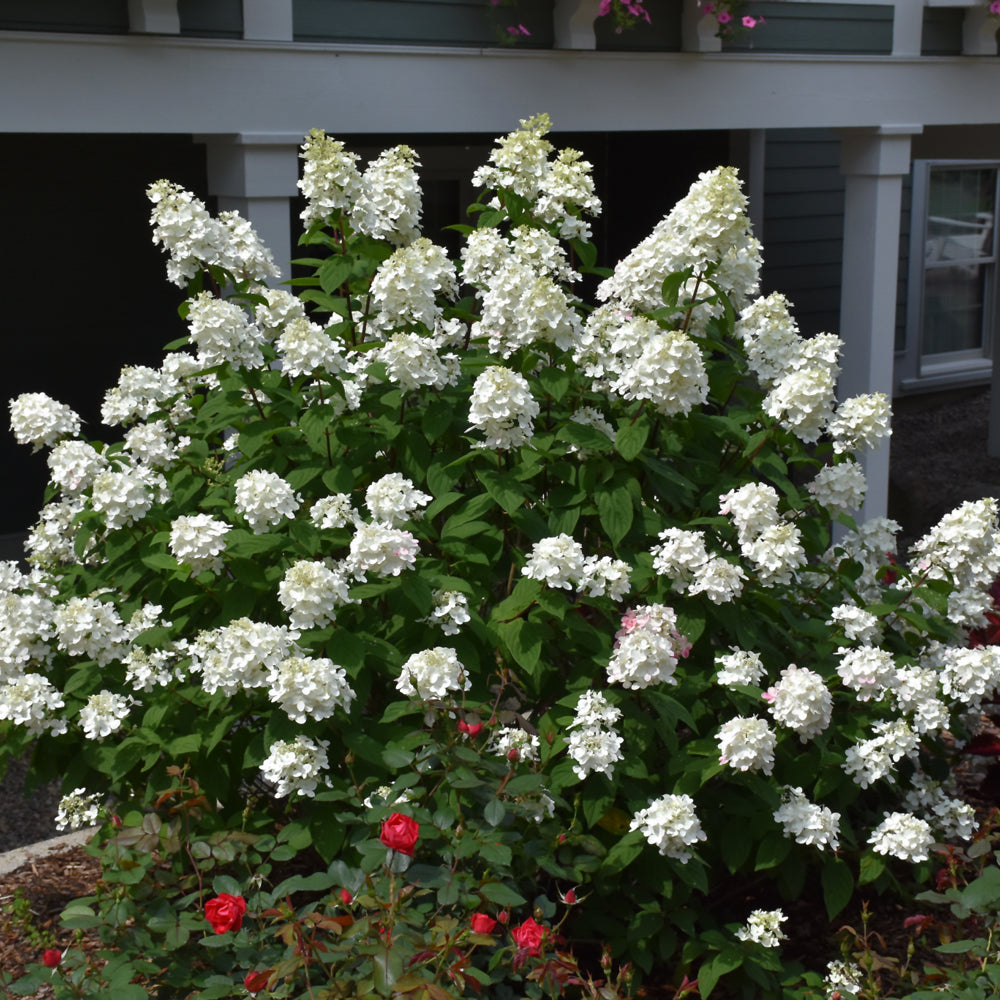 Fire Light® Hydrangea