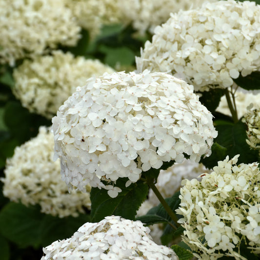 Hydrangea arborescens 'NCHA5'