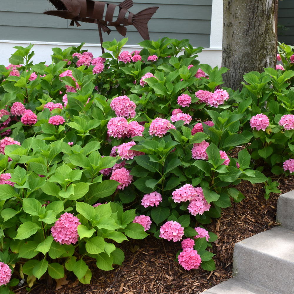 Let's Dance® Rhythmic Blue® Hydrangea