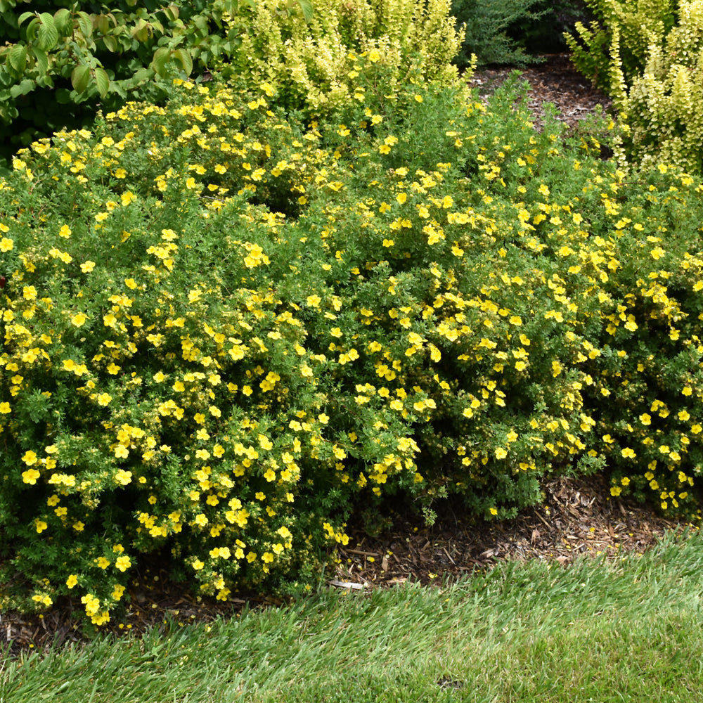 Happy Face® Yellow Potentilla