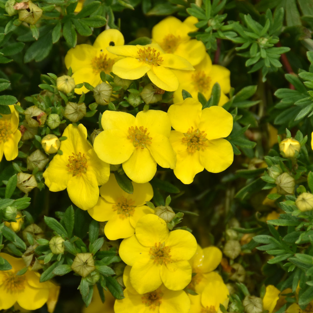 Potentilla fruticosa 'Lundy'