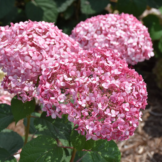 Hydrangea arborescens 'NCHA2'