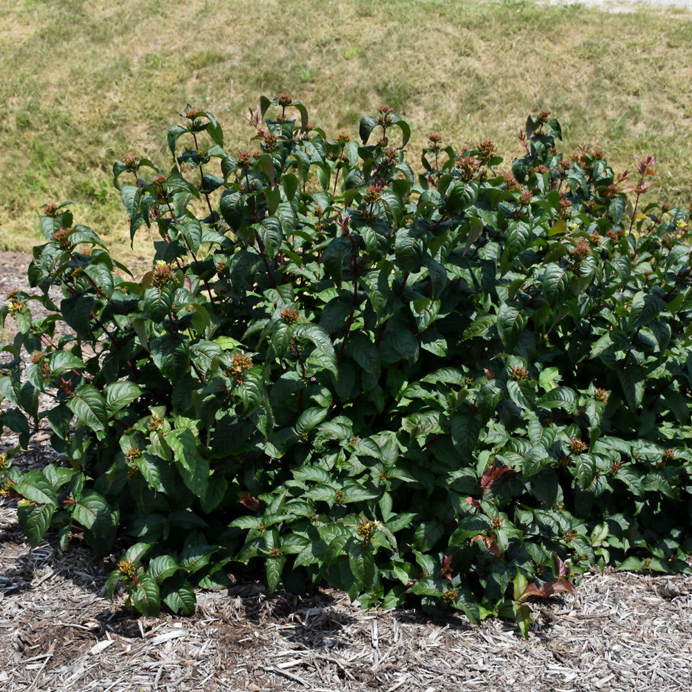 Diervilla rivularis 'SMNDRSF'