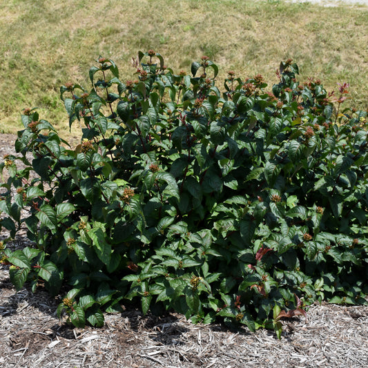 Diervilla rivularis 'SMNDRSF'
