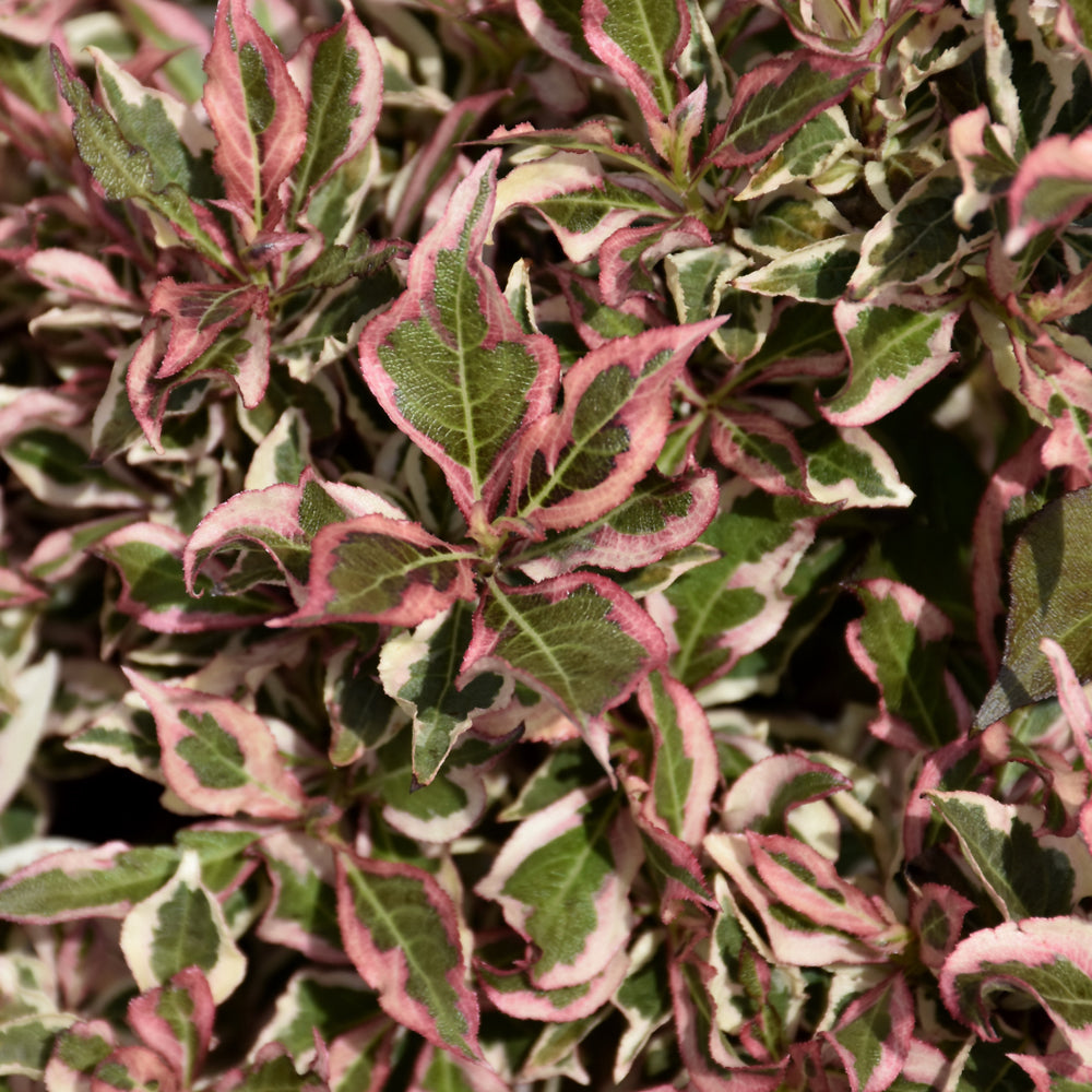 My Monet® Weigela