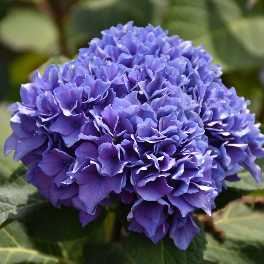 Hydrangea macrophylla 'SMHMES14'