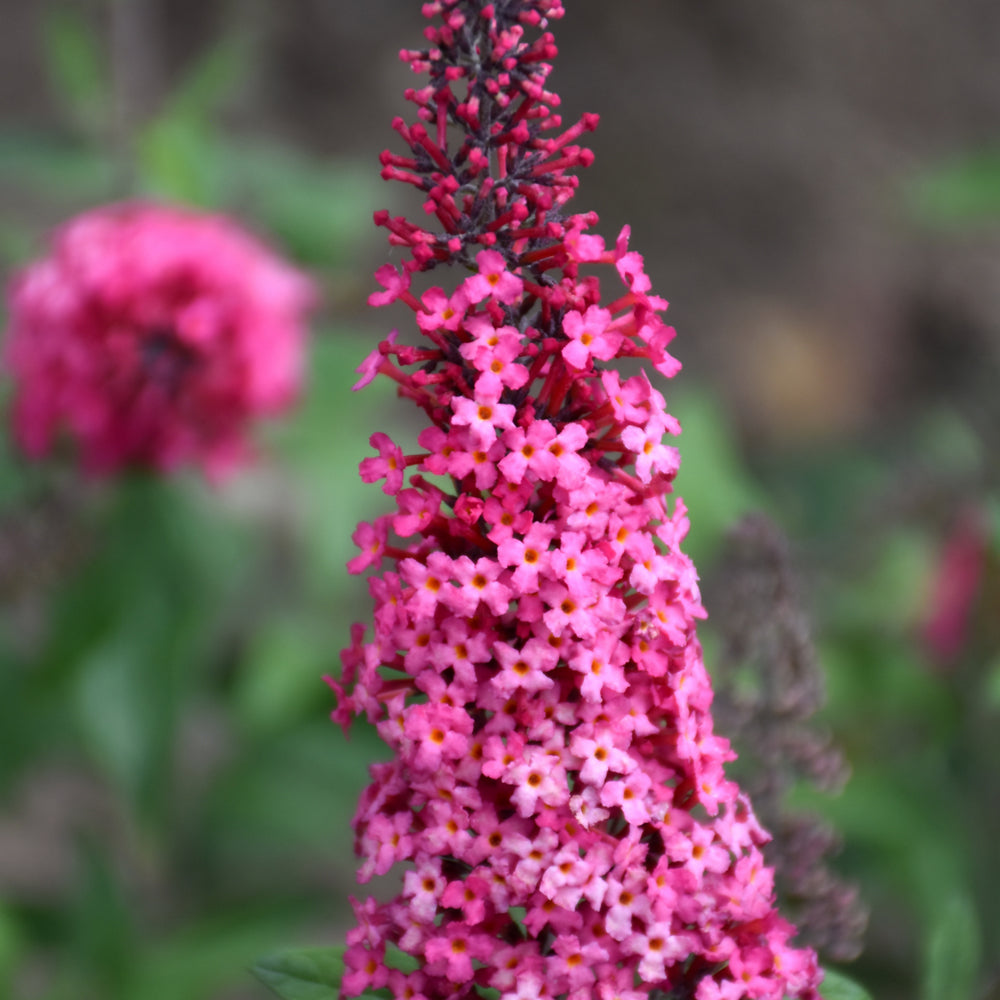 Buddleia 'Prince Charming'