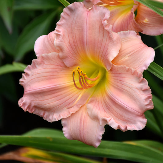 Hemerocallis 'Jolyene Nichole'