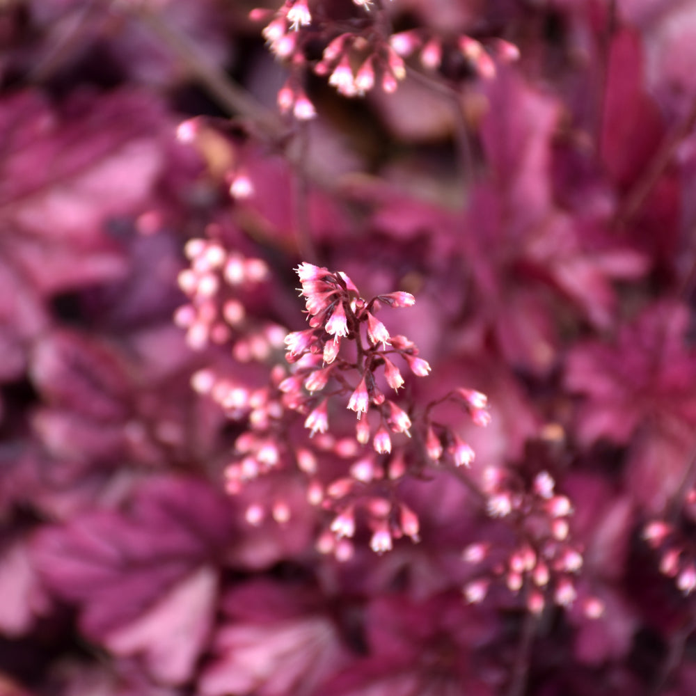 Wild Rose Coral Bells