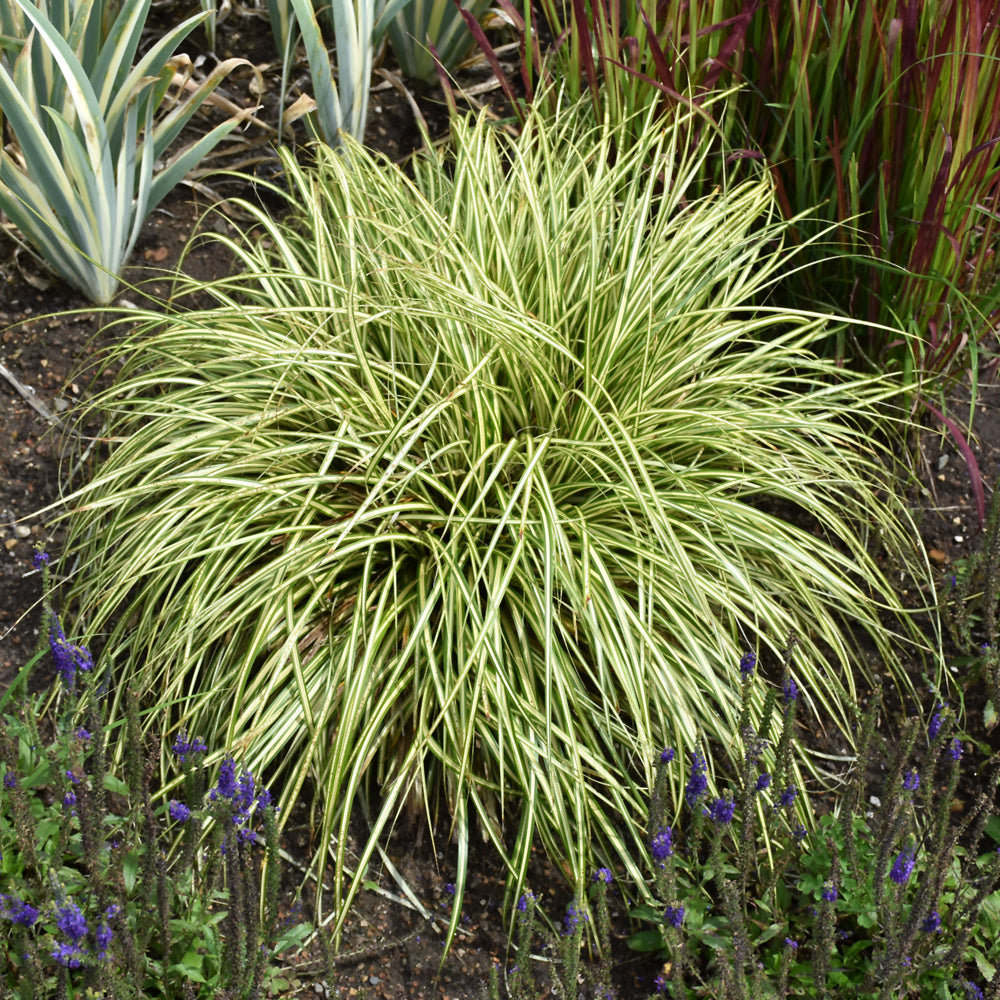 Evergold Variegated Japanese Sedge