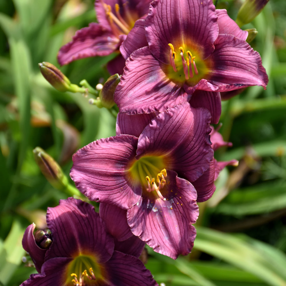 Hemerocallis 'Little Grapette'