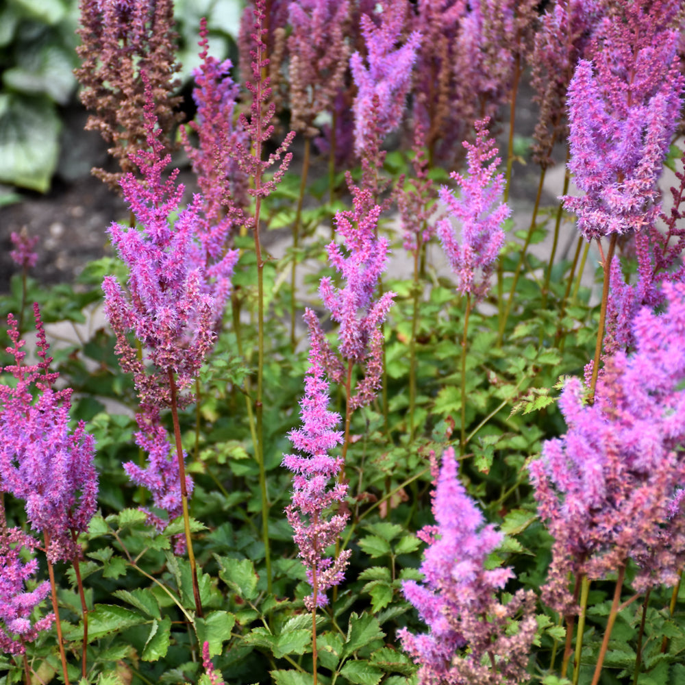 Purple Candles Astilbe