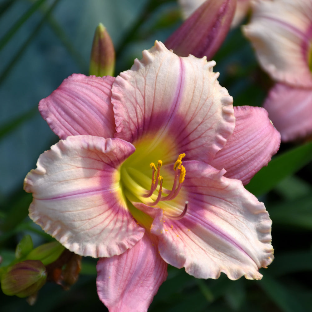 Hemerocallis 'Stephanie Returns'