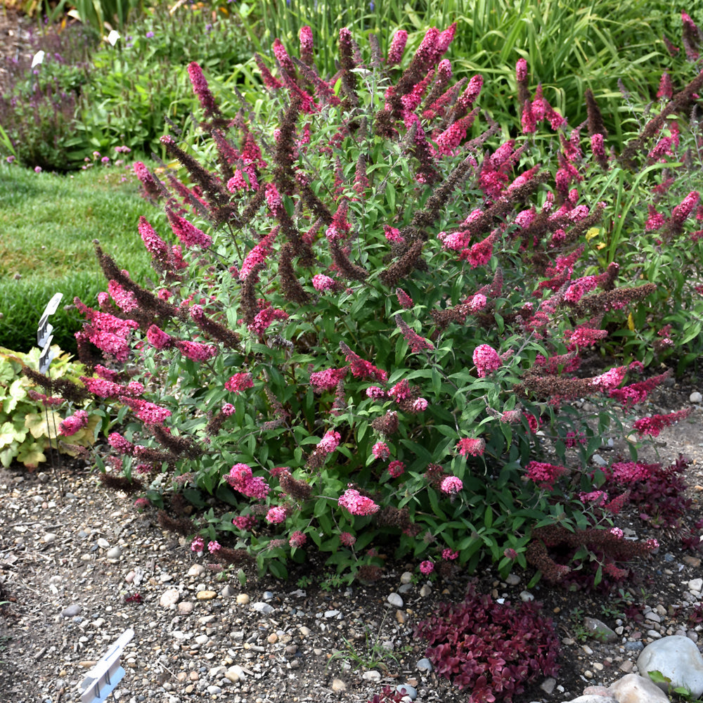 Monarch® Prince Charming Butterfly Bush