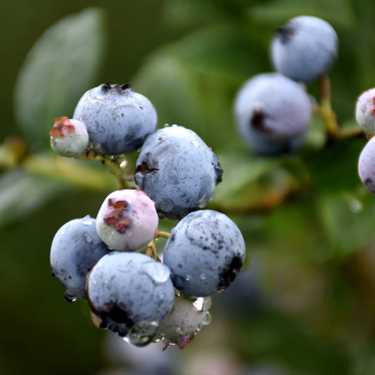 Vaccinium 'Polaris'