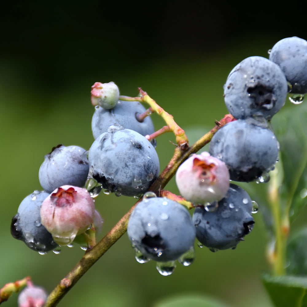 Vaccinium corymbosum 'Blueray'