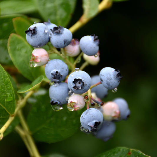 Vaccinium corymbosum 'Jersey'