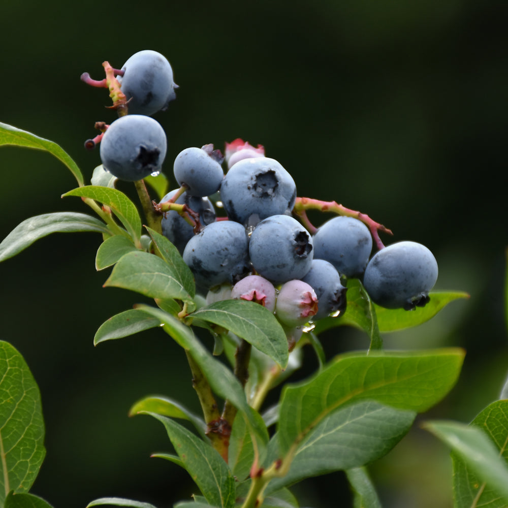 Vaccinium corymbosum 'Northland'