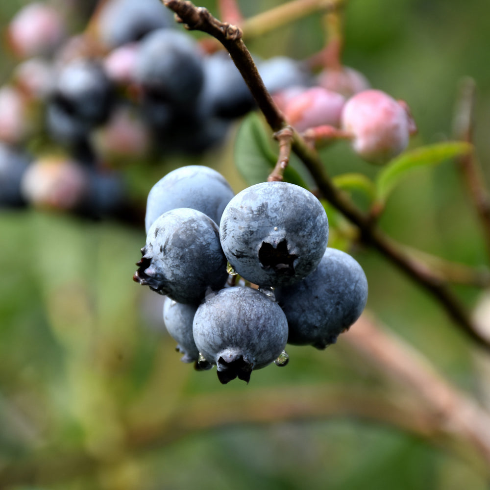 Vaccinium corymbosum 'Chandler'