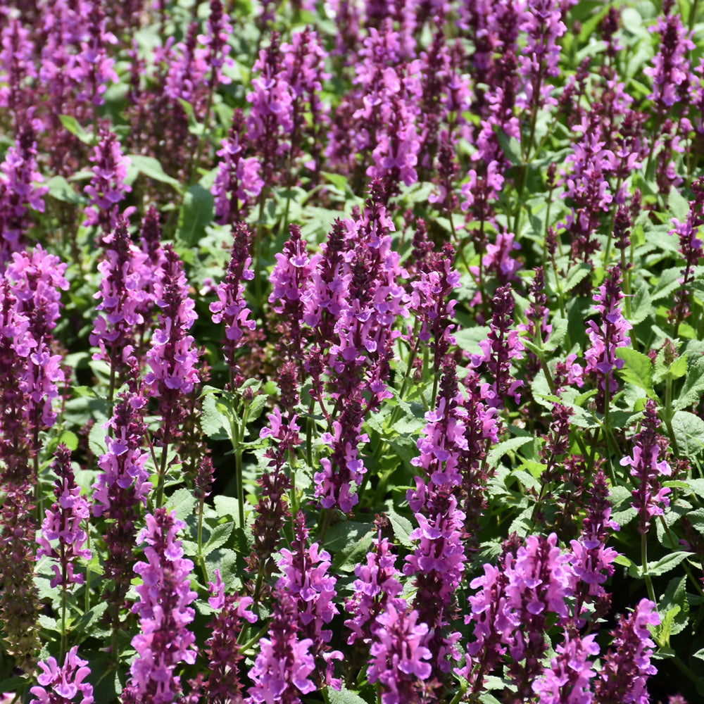 Rose Marvel Meadow Sage