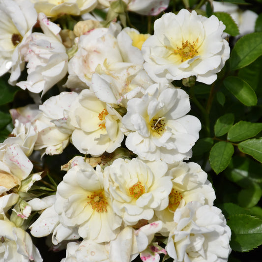 Rosa 'Meizorland'