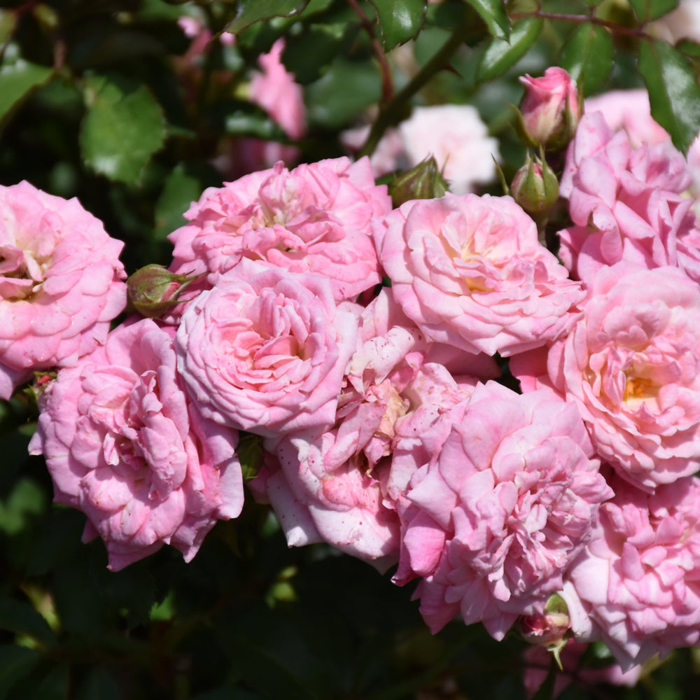 Weston Roses Sweet Drift® Rose – Weston Nurseries