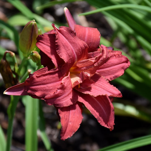 Hemerocallis 'Double Pardon Me'