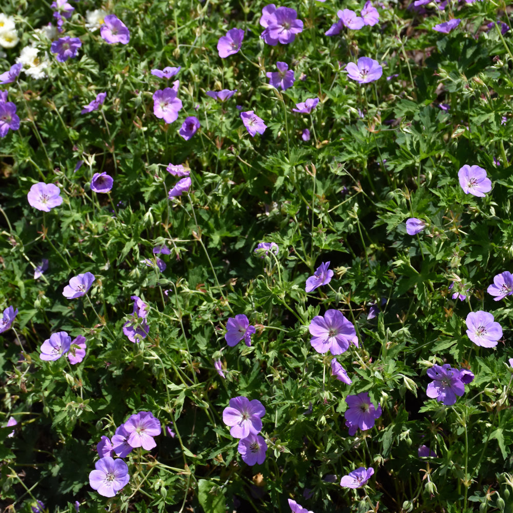 Azure Rush Cranesbill