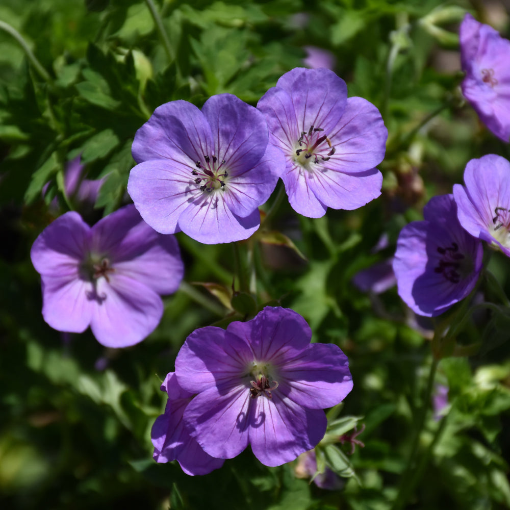 Azure Rush Cranesbill