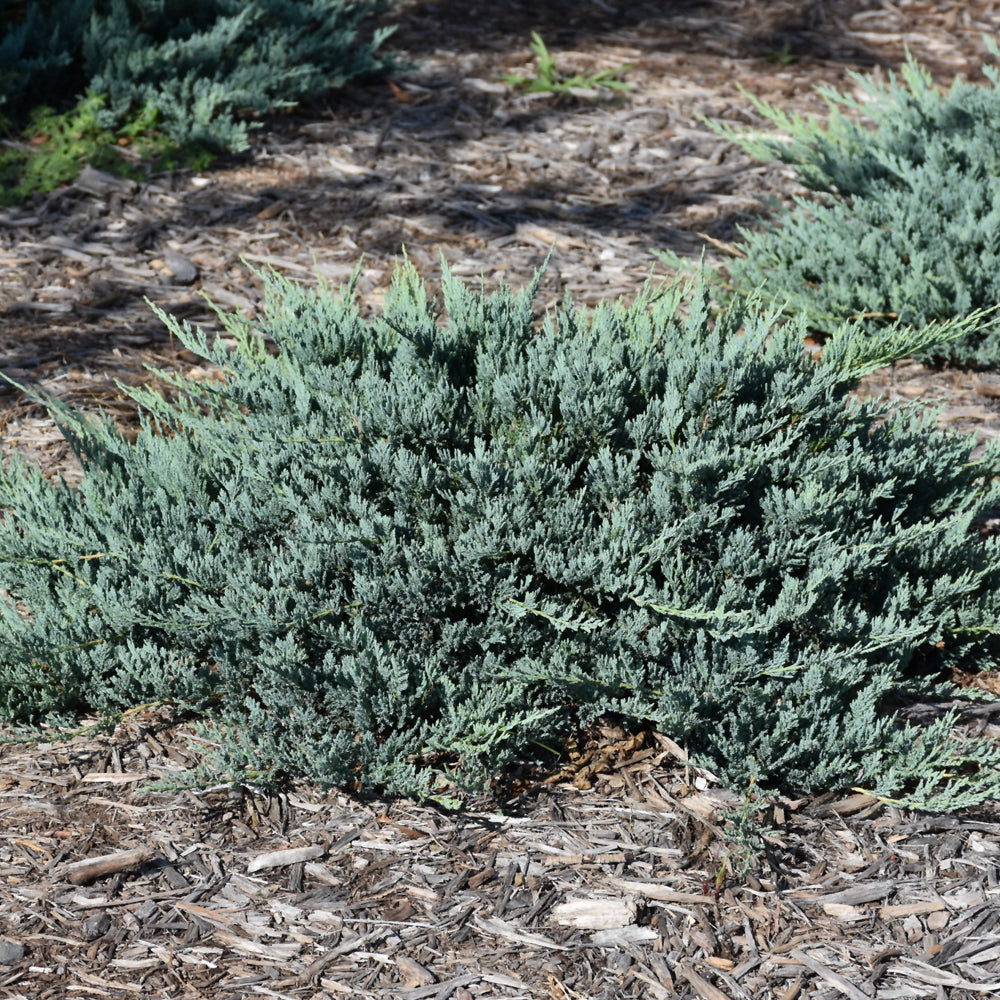 Juniperus horizontalis 'Blue Chip'