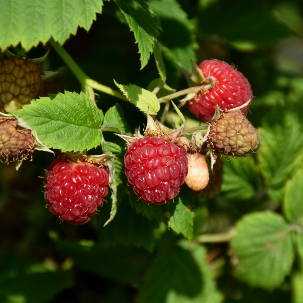 Rubus 'Polana'