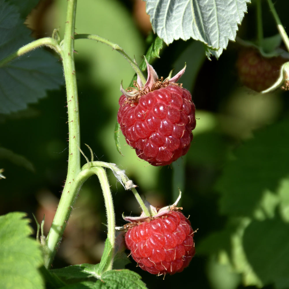 Rubus 'Meeker'