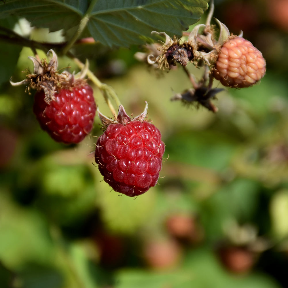 Rubus 'Caroline'