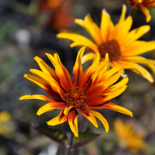 Heliopsis helianthoides 'Burning Hearts'