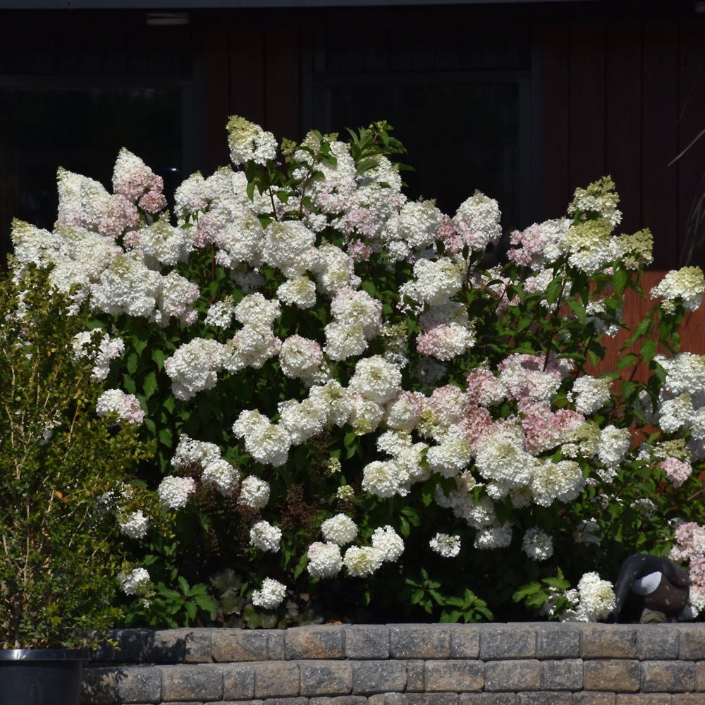 Vanilla Strawberry™ Hydrangea