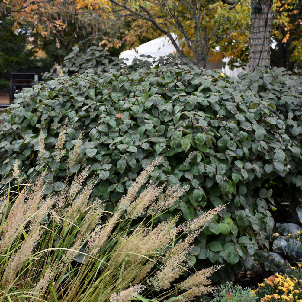 Spice Island™ Koreanspice Viburnum