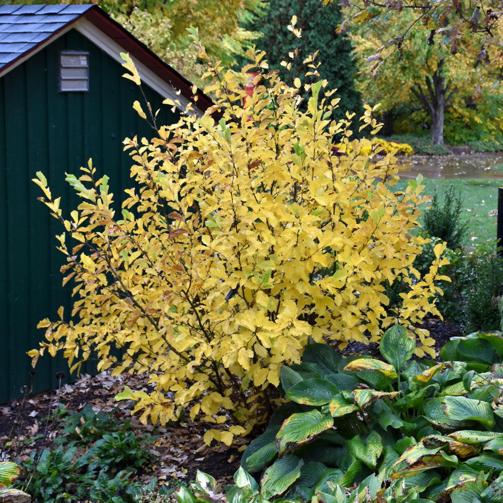 Vernal Witchhazel