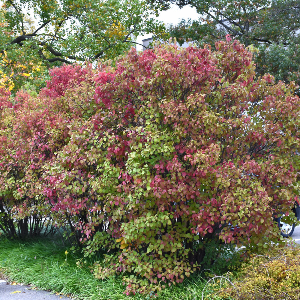 Viburnum dentatum 'Ralph Senior'