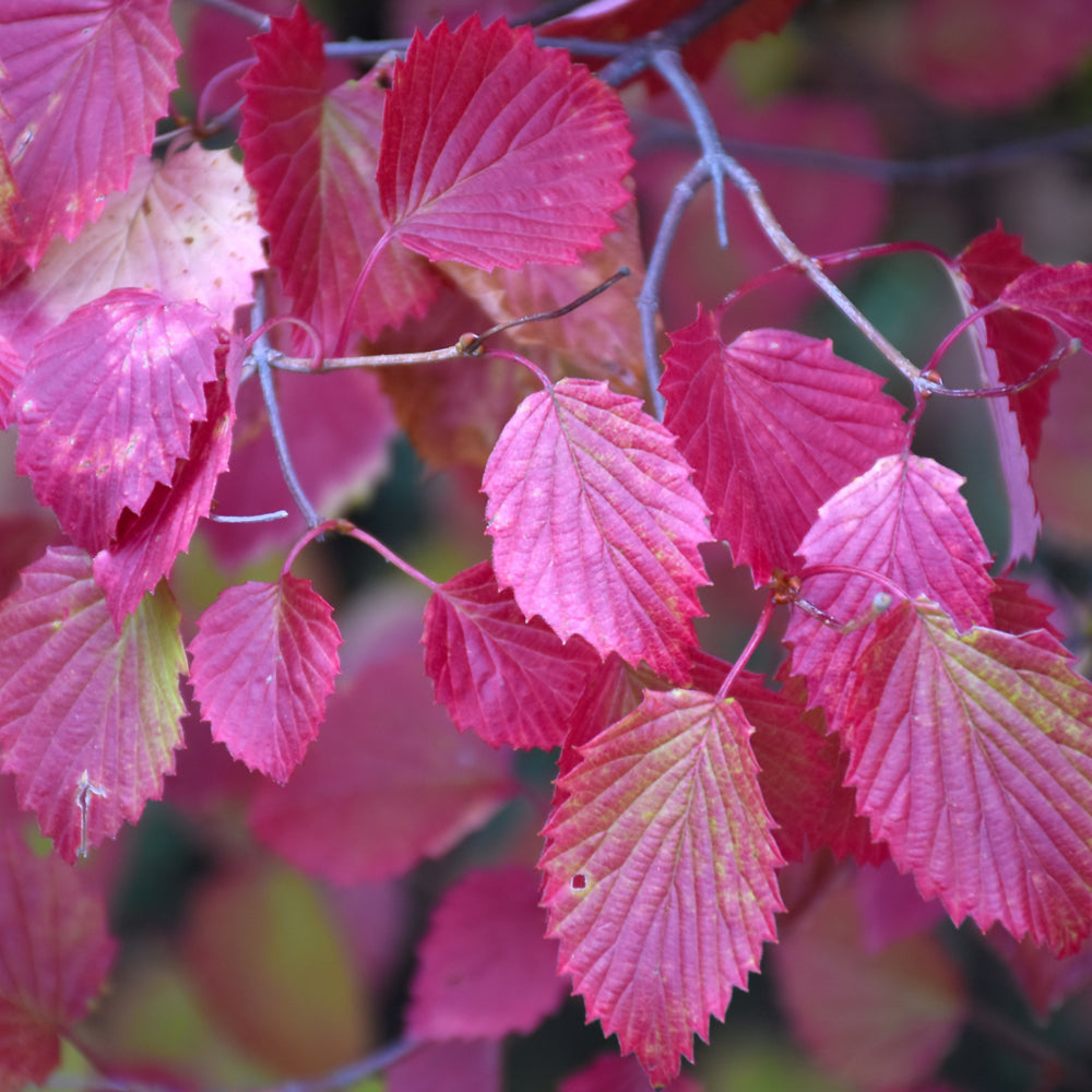 Autumn Jazz Viburnum