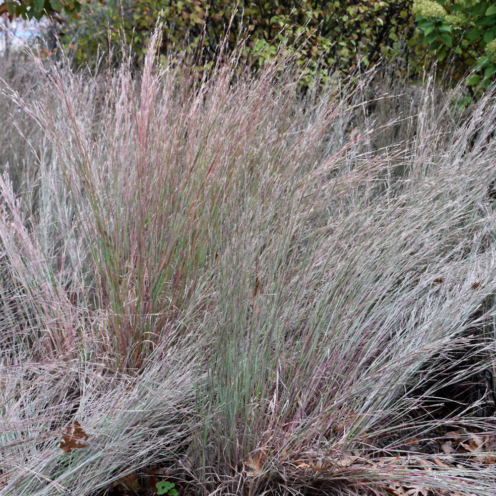 The Blues Bluestem