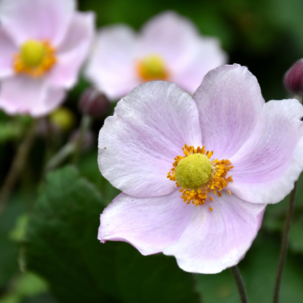 Anemone x hybrida 'September Charm'