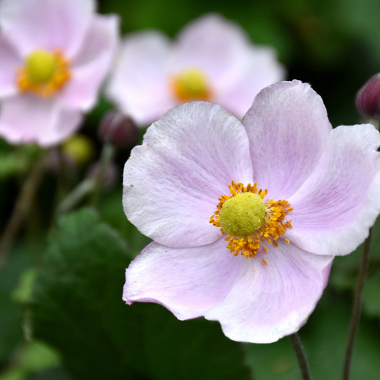Anemone x hybrida 'September Charm'