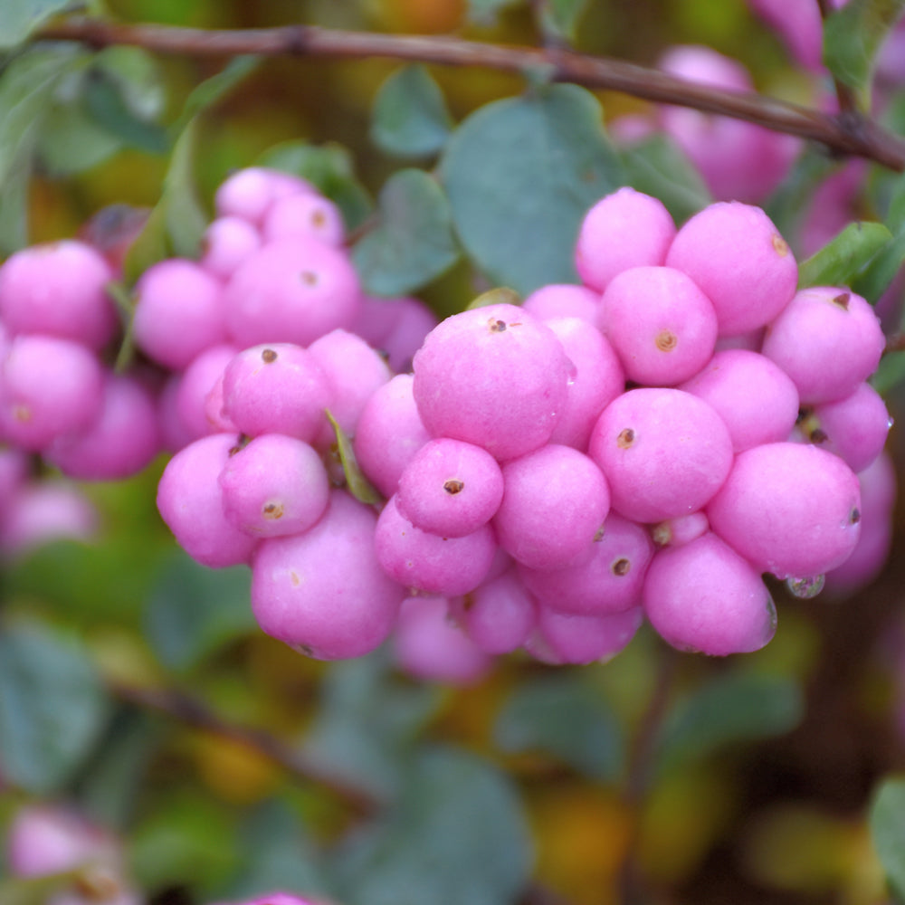 Symphoricarpos 'Sofie'