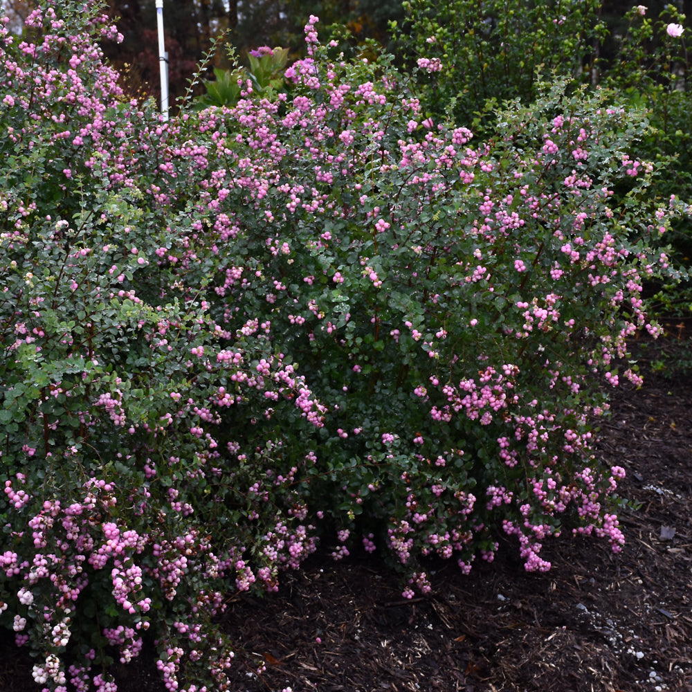 Proud Berry® Coralberry