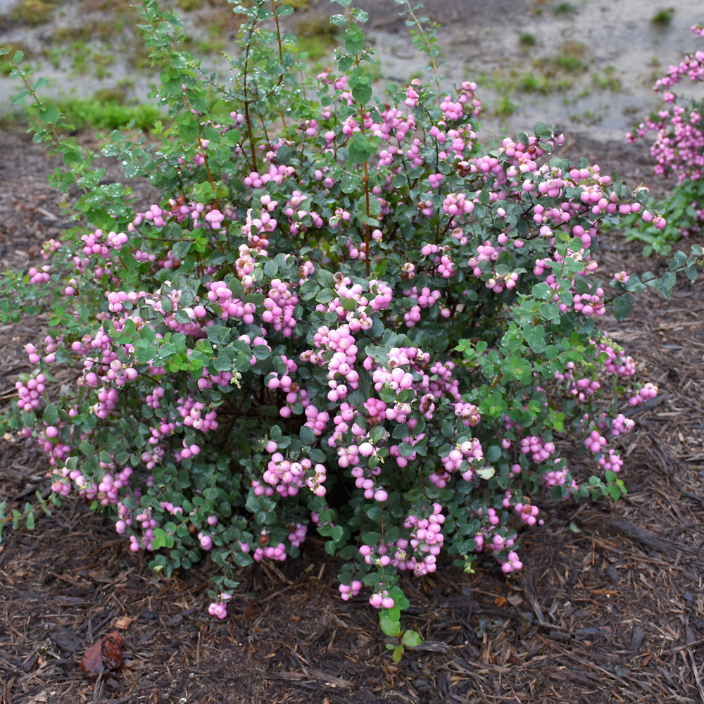 Proud Berry® Coralberry