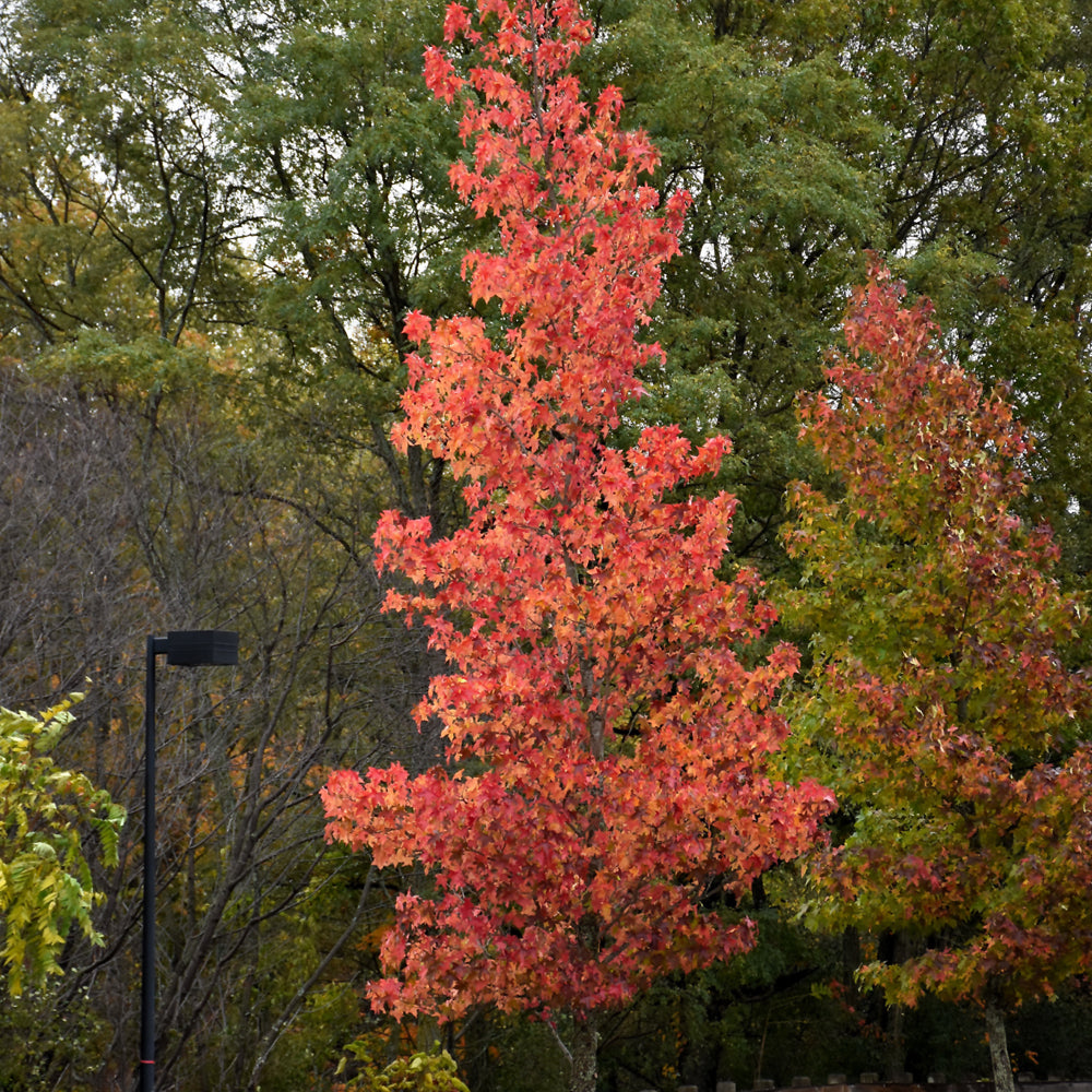 Liquidambar styraciflua