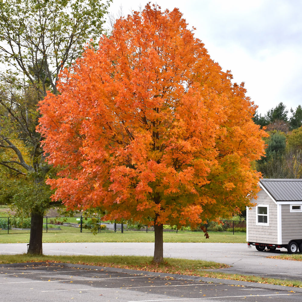 Acer saccharum